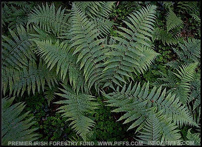 Dryopteris affinis / The Scaly Male Fern.