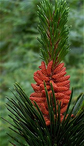 Pinus contorta / Lodgepole Pine.